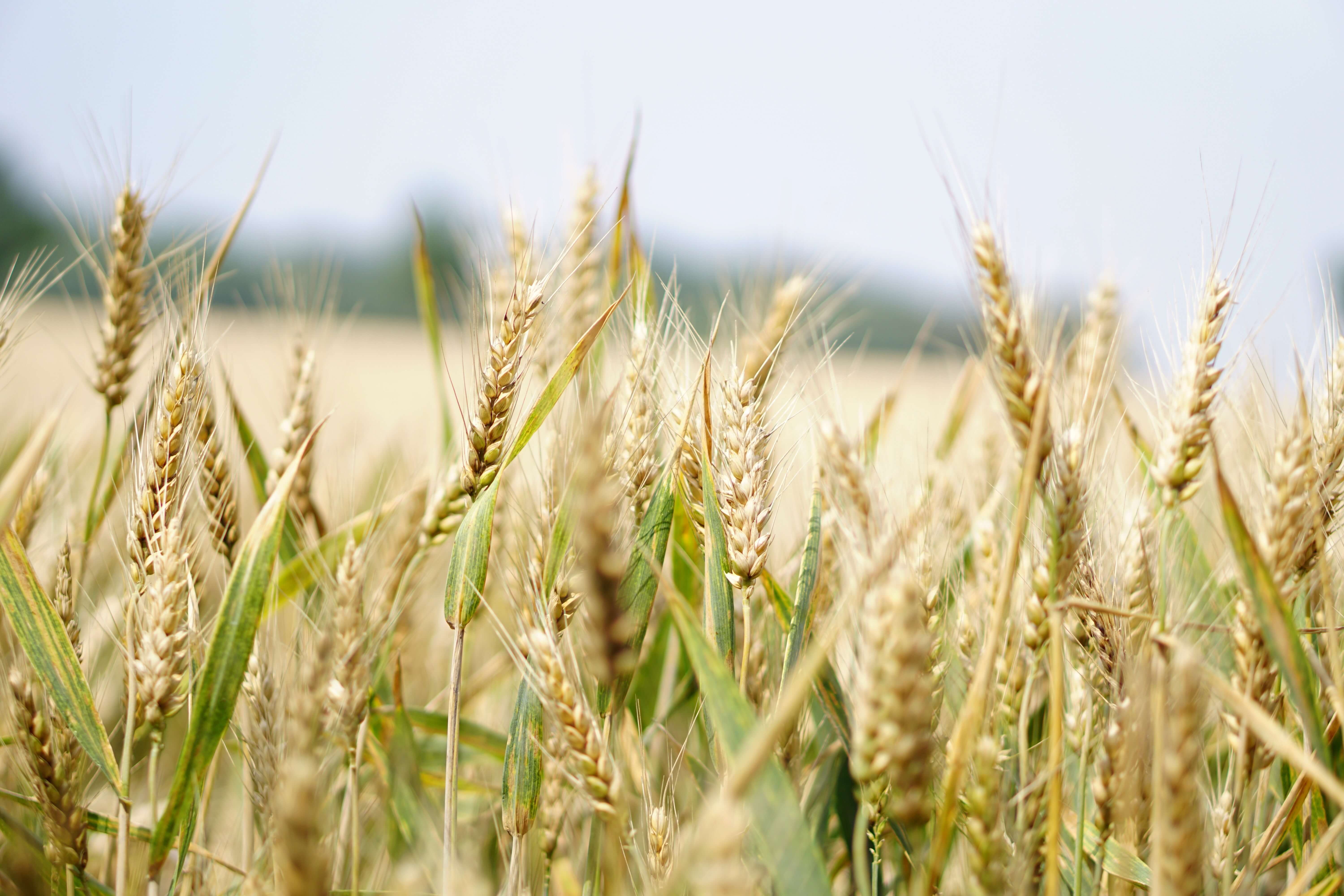 Wheat: A Tiny Seed that Feeds the World